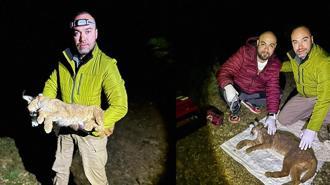 Dr. İlemin: Karakulak türünü Akdeniz ekosistemi için gösterge tür olarak tescilledik