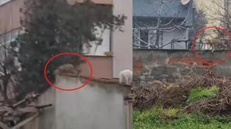 Evlerin bahçe duvarlarının üstünde gezen tilki kamerada