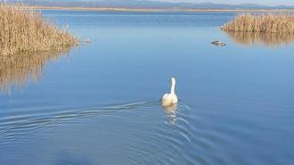 Bitkin halde bulunan kuğu, bakımının ardından doğaya bırakıldı