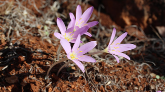 Endemik türü koparmanın cezası 699 bin 245 TL