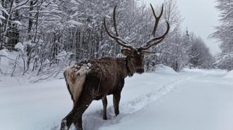 Karla kaplı yaylada yürüyen geyik dron kamerasında