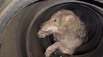 Bingöl’de lastikçiye giren kurt yakalandı