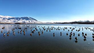 Buz tutan gölün 'vefalı' sakinleri