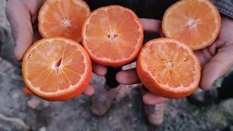 Narenciye üretiminin yüzde 40’ını karşılayan Adana’da ürünü don vurdu