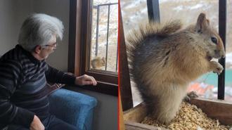 Her gün penceresine gelen sincabı besliyor