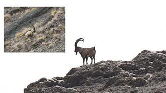 Giresun’un dağlarındaki yaban keçileri mercek altında