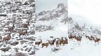 Karlı Aladağlar'da gezen dağ keçileri dron kamerasında