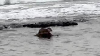 Tekirdağ'da su samuru görüntülendi