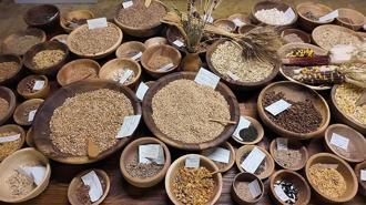 Üniversitenin girişimiyle çiftçilere dağıtılan 'Iza buğdayı'nın ekimi başladı