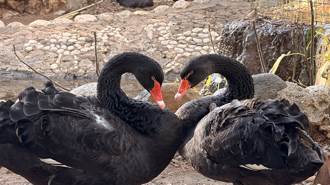 Doğanın sadık eşleri siyah kuğularda kuluçka heyecan