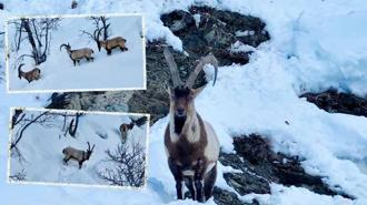 Karla kaplı Munzur Vadisi'nde yiyecek arayan yaban keçileri dron kamerasında