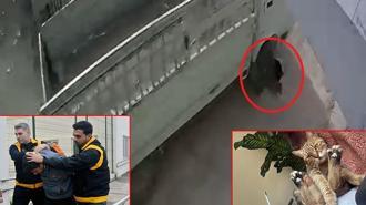 Kamyonetiyle kediyi ezen sürücüye 1 ay hayvan barınağında çalışma cezası