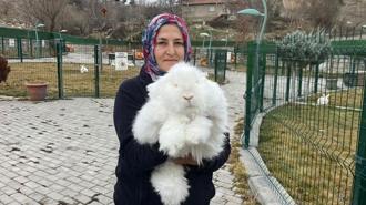 Türkiye'de nesli tükenen Ankara tavşanı yeniden yetiştiriliyor