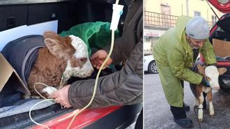 Buzağıya otomobil bagajında serum takıldı