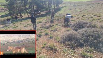 Dağ ceylanı, çizgili sırtlan ve kurt aynı habitatı paylaşıyor