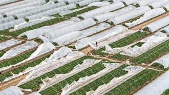 Yağmur ve hortum, sebze-meyveyi vurdu