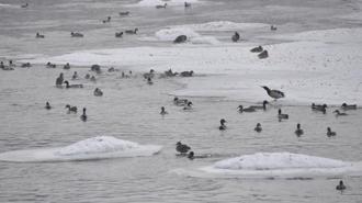 Yeşilbaş ördeklerin yüzeyi kısmen donan çayda yaşam mücadelesi