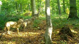 Ormanda gezen kurt sürüsü fotokapanla görüntülendi