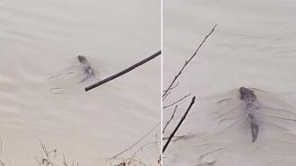 Bartın Irmağı'nda su samuru görüldü