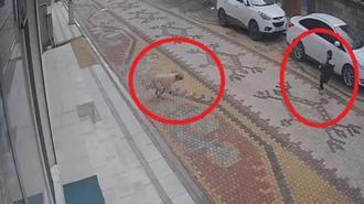 Esnafın, çocuğu, sokak köpeğinin saldırısından kurtardığı anlar kamerada