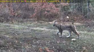 Karabük’te yaban hayatı fotokapanla görüntülendi