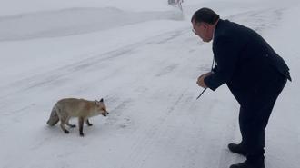 Belediye başkanı karlı yolda aç kalan tilkiyi eliyle besledi