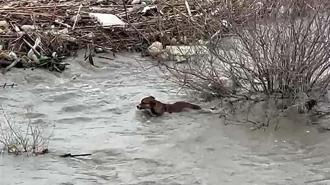 Köprüden nehre düşen sokak köpeği, yüzerek kıyıya ulaştı