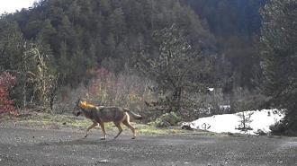 Yaban hayvanları fotokapanlar tarafından görüntülendi