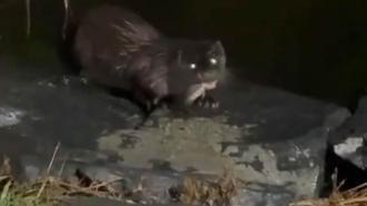 Küçükçekmece'de su samuru balık yerken görüntülendi