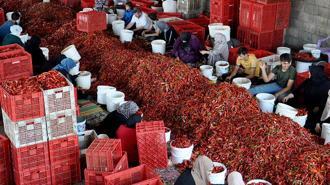 Gaziantep’ten 60 ülkeye, 5 milyon dolarlık pul biber ihracatı