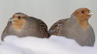 Moskova’da eksi 25 derecede çil keklikleri görüntüled