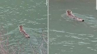 Nesli tehlike altında olan vaşak, çaydan geçerken görüntülendi