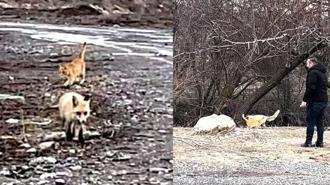 Sokak kedisi ile tilki, birlikte görüntülendi