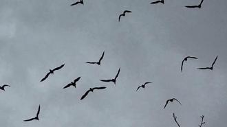 Bereketin sembolü kafesteki 277 kelaynak doğaya salındı