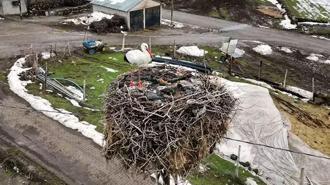 3 yıldır göç etmeyen leylek, aynı yuvada kışı geçiriyor