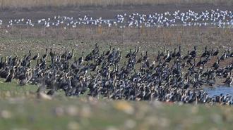 Diyarbakır'daki Kabaklı Göleti'nde binlerce kuş, bir arada beslenirken görüntülendi