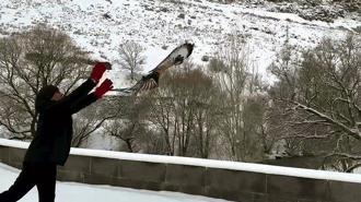 Kars'ta tedavileri tamamlanan 3 şahin doğaya salındı