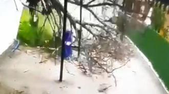 Devrilen ağacın altında kalmaktan son anda kurtuldu