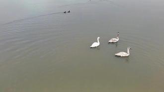 Göç yolundaki 3 kuğu, Efteni Gölü'nde