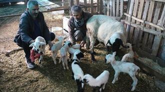 Denizli'de koyun tek batında 9 yavru doğurdu
