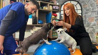 Obez ikiz köpekler, spor ve pilatesle zayıflıyor