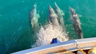 Balıkçı teknesine eşlik eden yunuslar kamerada