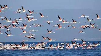 Flamingoların konaklandığı Van Gölü'nde geri çekilme ile birlikte adacıklar oluştu