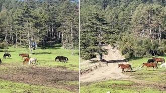 Yaylada gezen yılkı atları görüntülendi