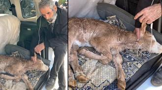 Buzağısının serumu bitene kadar başından ayrılmadı, uzun hava okudu