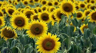 Kurak geçen 2 yılın ardından Edirneli üreticinin yüzü, son yağışlarla güldü