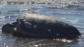 Çanakkale’de karaya vuran caretta caretta kurtarıldı