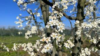 Meyve ağaçları çiçek açtı, çiftçi zirai dondan endişeli