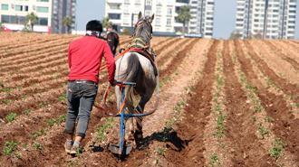 Atlara bağladığı sapanlarla yabani otları temizledi; tepkilere yol açtı