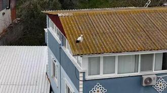 Yaren leyleğin 20 gün erken gelen eşi Nazlı dron kamerasında